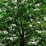 An isolated maple tree to illustrate 10 benefits of trees