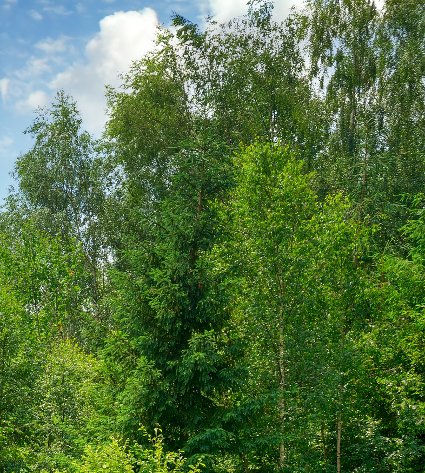 A group of trees in mountains and blue sky to illustrate 10 benefits of trees