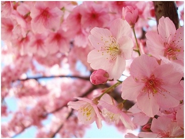 Us Cherry Blossom Festival History Inexpensive Tree Care,Kitchen Cupboard Organizers Ideas
