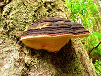 Conk, a type of tree fungus - Tree Hazards
