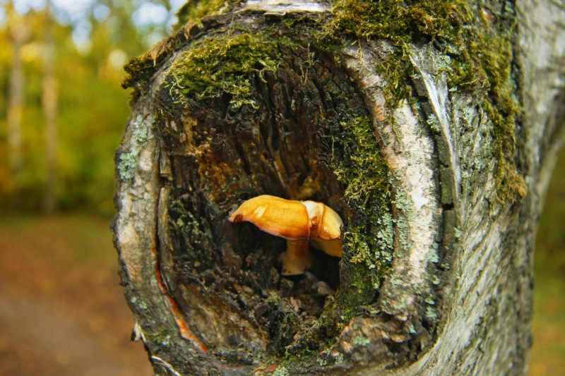 mushroom in a hollow