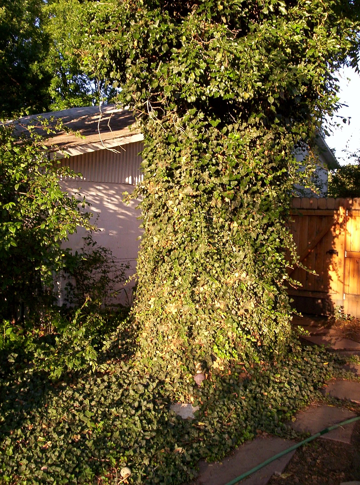 English-ivy-tree