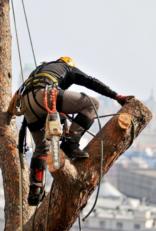 A crewman in the process of taking down a tree to illustrate Expert Tree Pruning Inexpensive Tree Care and tree removal cost Portland.