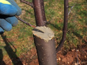 Another tree care myth is painting a pruned tree branch. It doesn't help