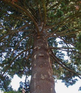 Heritage tree