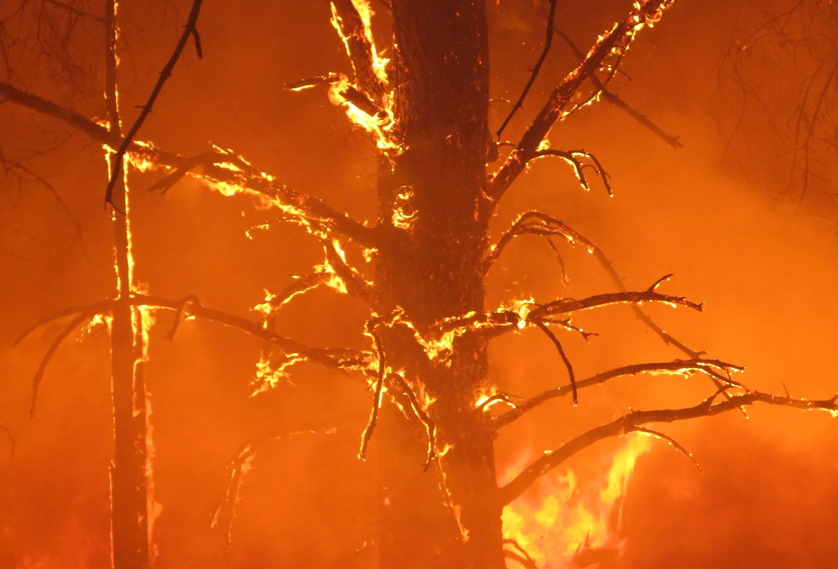 Prune Trees to Reduce Fire Risk
