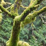 Tree-Moss