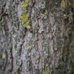 Oak Tree Trimming Inexpensive Tree Care