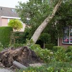 What-to-Do-if-a-Tree-Falls-on-Your-House