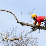 A crew member climbing out on a trim to cut a branch down to illustrate affordable tree removal service.