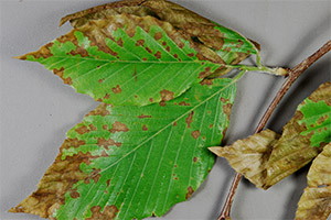 tree infected with anthracnose