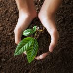 Top view hand holding young tree on soil background for planting to illustrate Arbor Day Tree Care Tips And Techniques