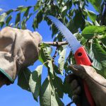 Close up of pruning a tree with shears to illustrate facts about trees.