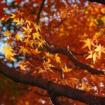 Maple tree leaves turning color to illustrate best trees to grow in Portland Oregon.