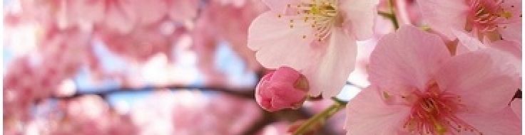 Us Cherry Blossom Festival History Inexpensive Tree Care,Kitchen Cupboard Organizers Ideas