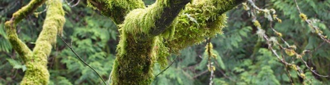 how-to-naturally-remove-moss-from-trees-inexpensive-tree-care