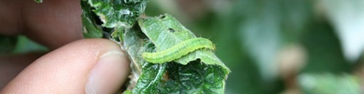 leaf-eating-insects-how-to-get-rid-of-them