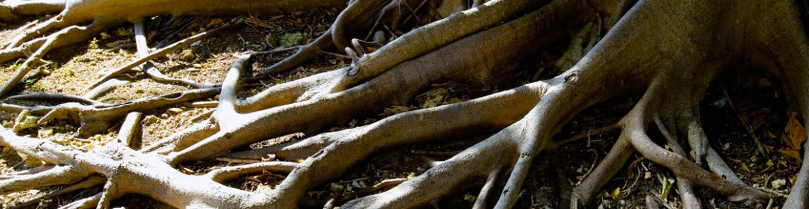 what-to-do-when-tree-roots-destroy-the-sidewalk