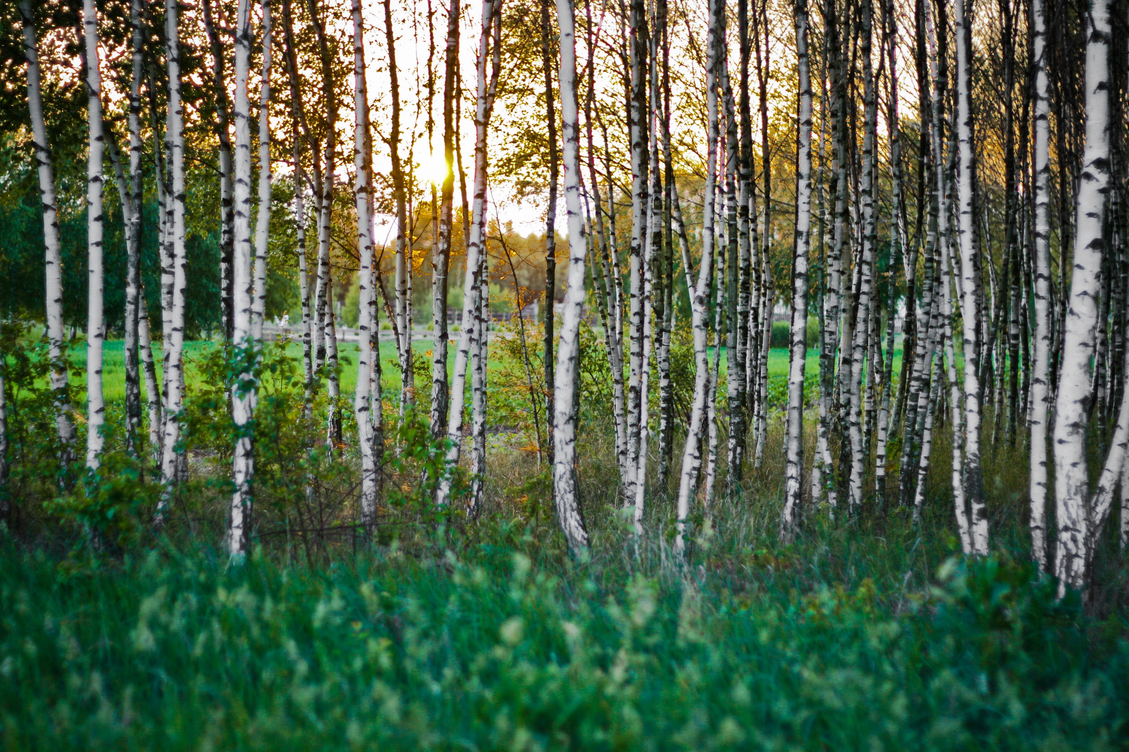 birch-trees-inexpensive-tree-care