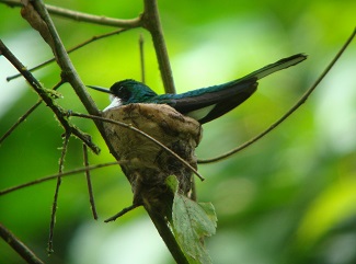 bird nesting in a tree