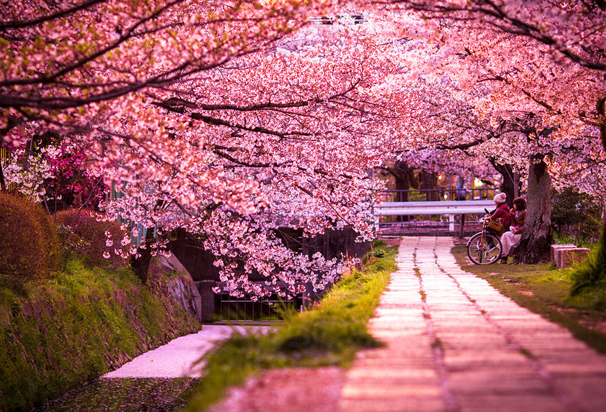 cherry-blossoms-sakura-spring2