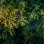 close-up-pine-tree