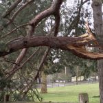 Common Tree Hazards