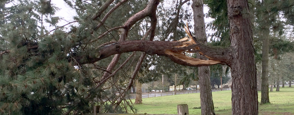 A larged, cracked branch to illustrate tree hazards