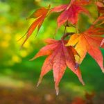 fall-leaf