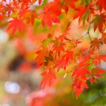maple leaves change color in early fall to illustrate Fall Tree Care