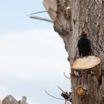 Blackbird sitting on a just-trimmed tree to illustrate tree service