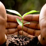 Two hands around a small seeding in fresh soil to illustrate How to Choose the Right Tree for Your Yard