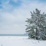 How To Protect Newly Planted Trees From Frost