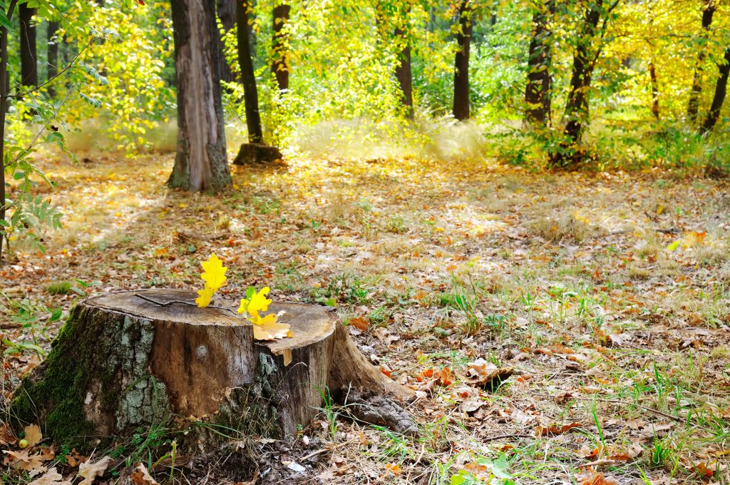 How To Remove A Tree Stump With Epsom Salt | Inexspensive Tree Care