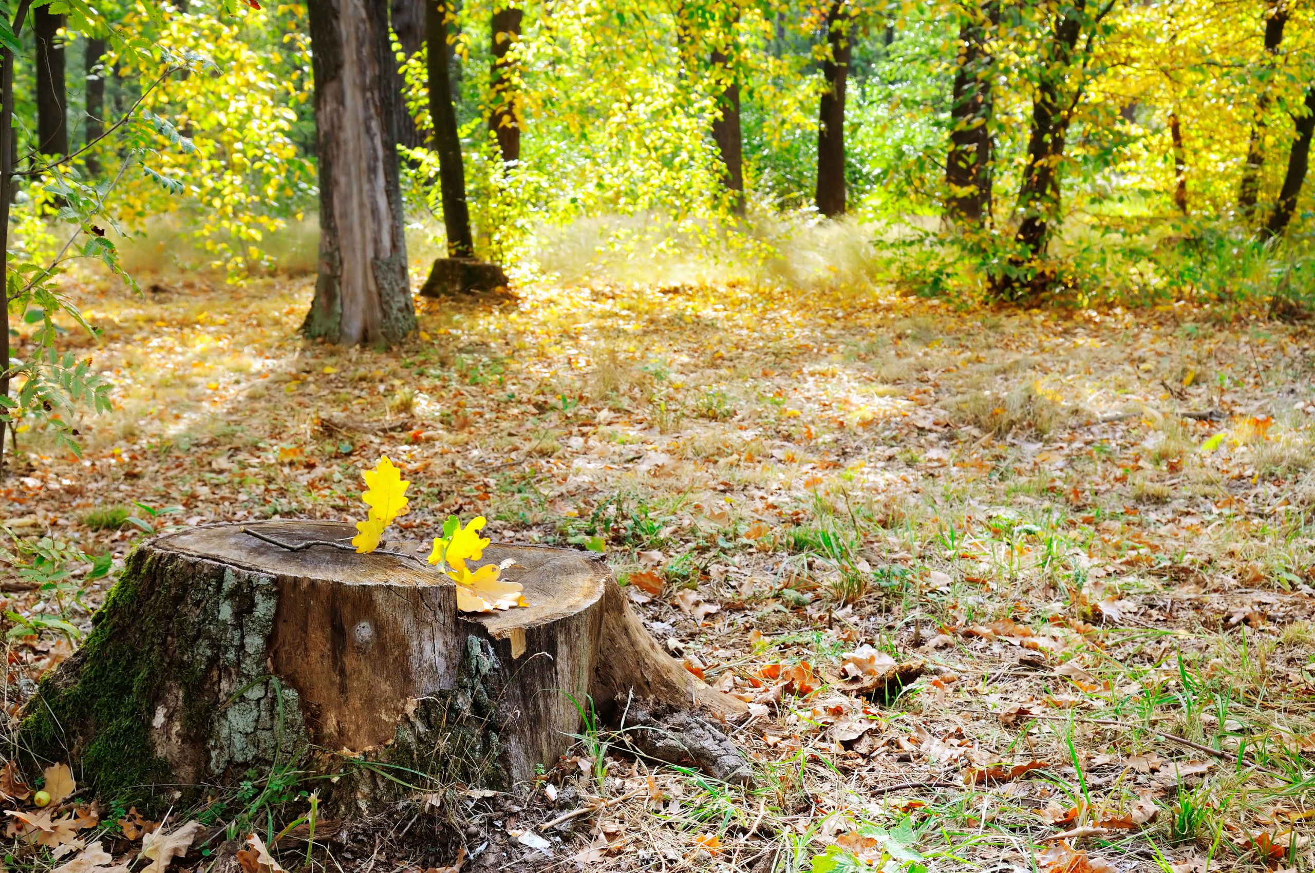 Old tree stump in autumn to illustrate How To Remove A Tree Stump With Epsom Salt