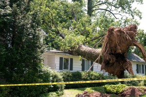 A fallen tree is seen on top of a house.