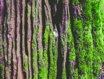 Moss growing on a tree to illustrate Why Does Moss Grow on Trees