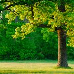 Diseases Of Oak Trees