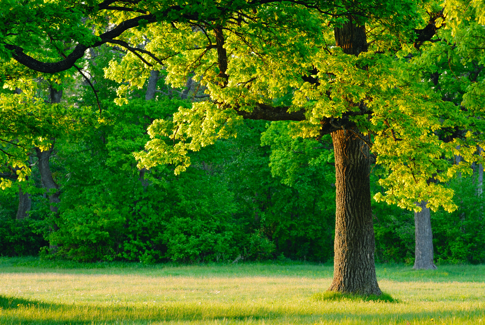 Diseases Of Oak Trees
