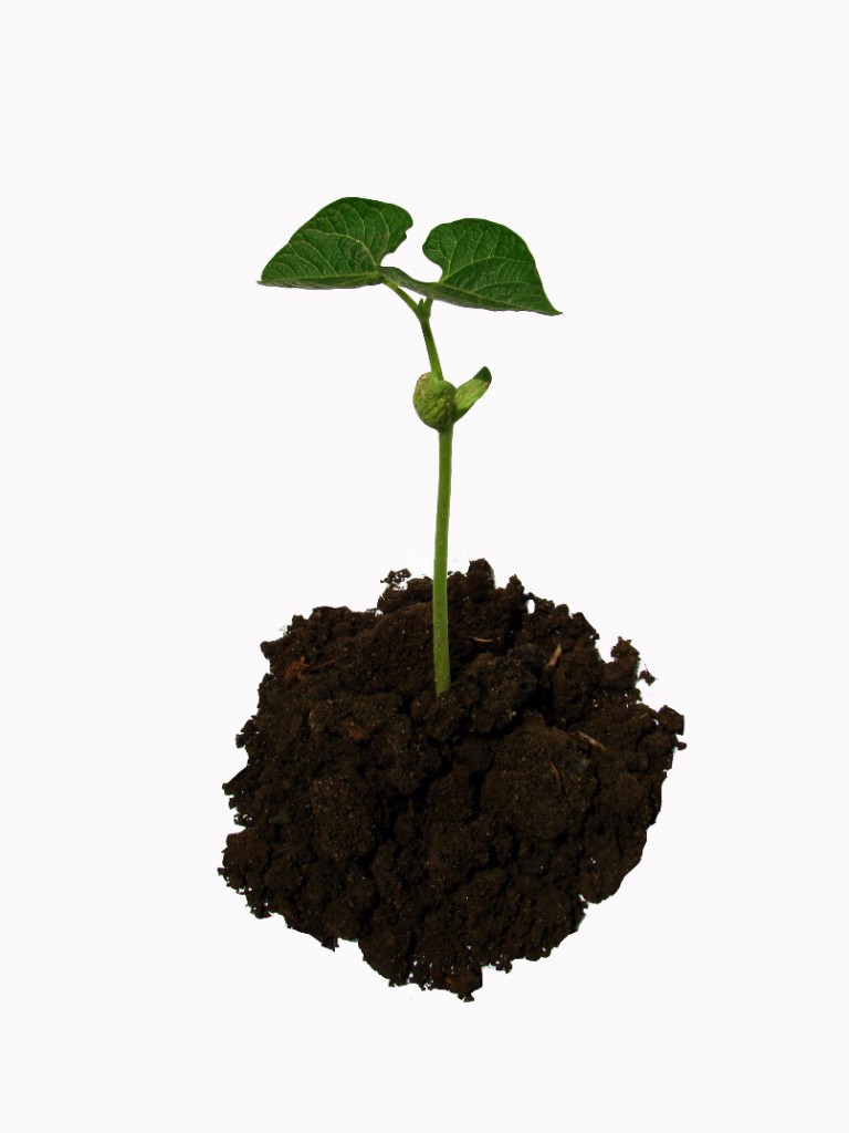 An image of a seedling in a little pile of organic mulch to illustrate best mulch for trees