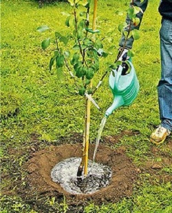 When Planting a Tree Make a Well and Add Lots of Water