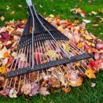 Should Leaves be Raked?