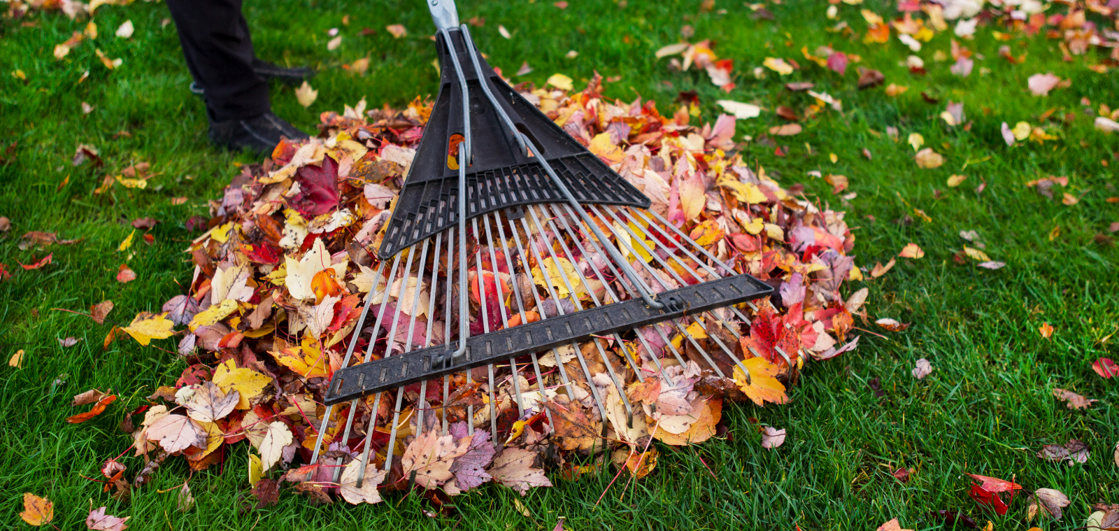 Someone raking up leaves into a pile to illustrate Should Leaves Be Raked?