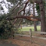 How to Deal with Storm Damaged Trees