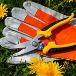 new garden scissors and a pair of work gloves to illustrate Summer Tree Pruning