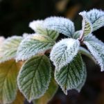 tender tree frost