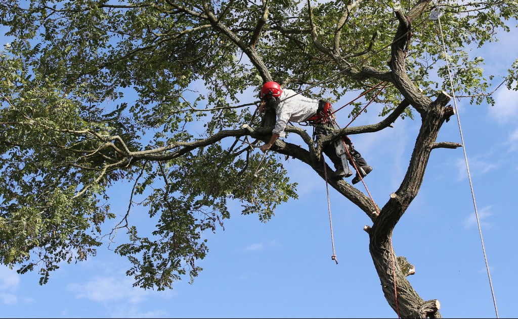 Is Your Tree Care Provider Insured? | Inexpensive Tree Care