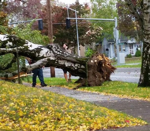 a storm damaged tree falls wind storm portland