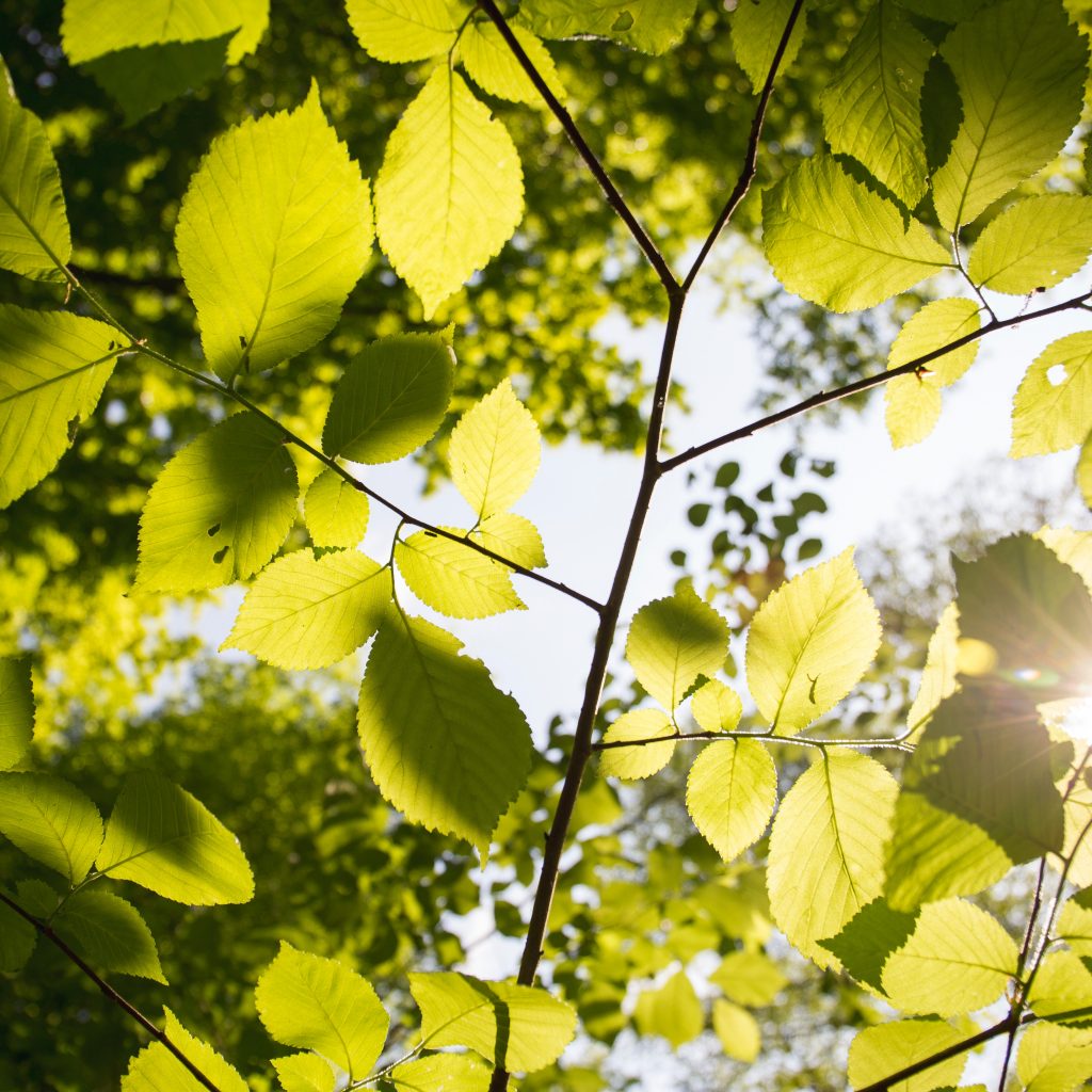 tree-cost-removal-per-tree-inexpensive-tree-care