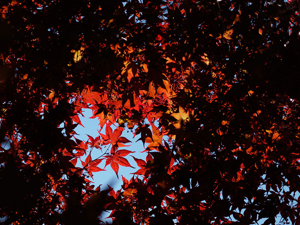 tree-leaves-oregon